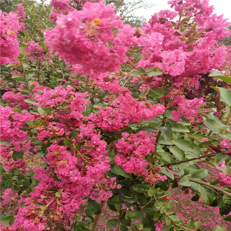 紫薇树苗庭院满堂红百日红植物红花红火箭大苗当年开花绿化行道树