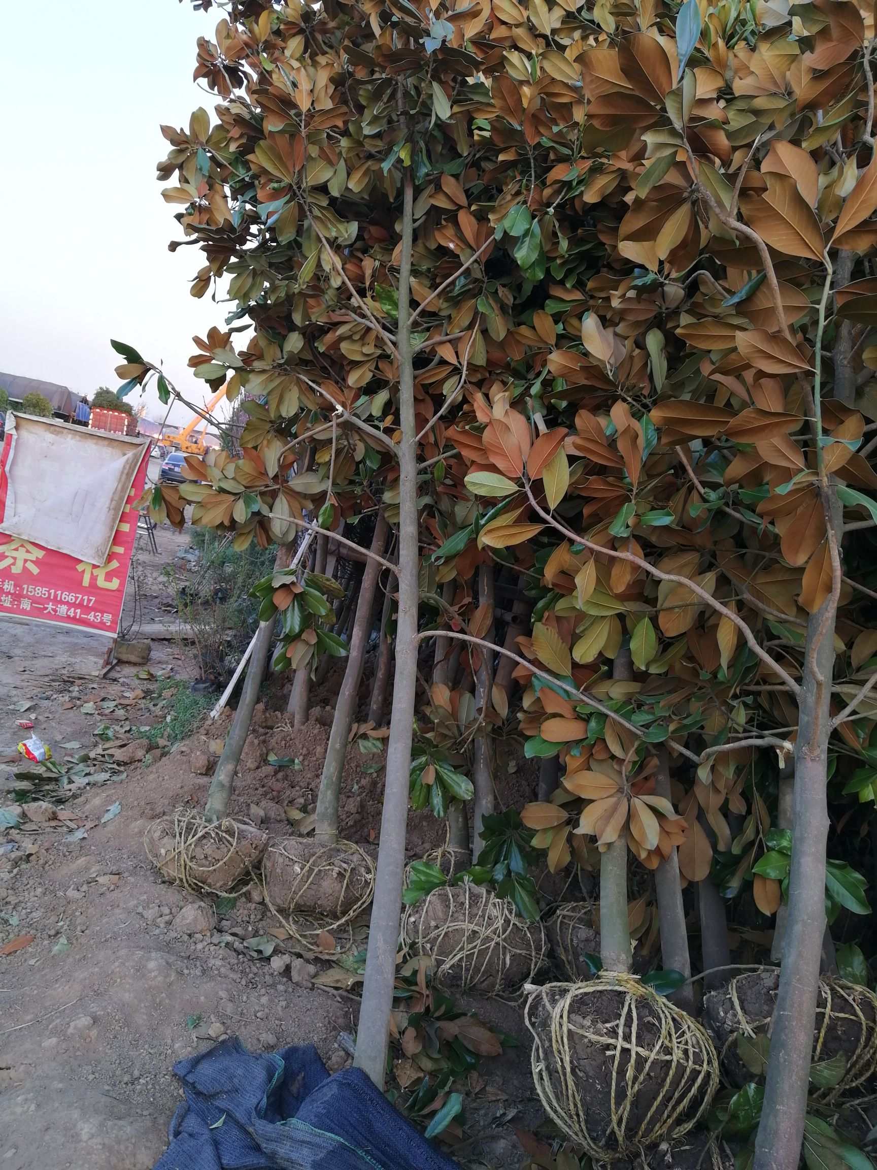  广玉兰一到五公分规格齐全大苗带土球发货