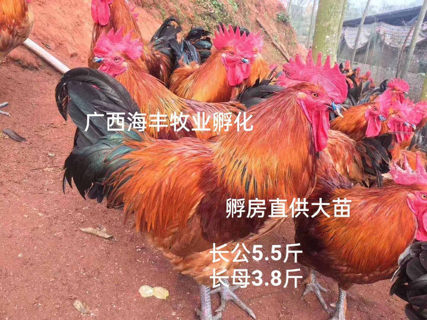 《孵房直供大苗》大红瑶鸡苗(包打液氮疫苗)