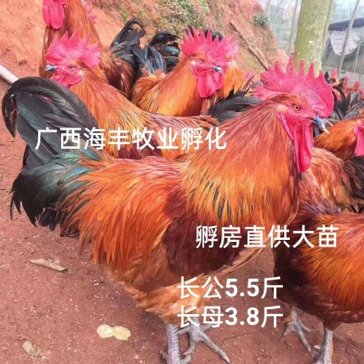 灵山县《孵房直供大苗》大红瑶鸡苗(包打液氮疫苗)