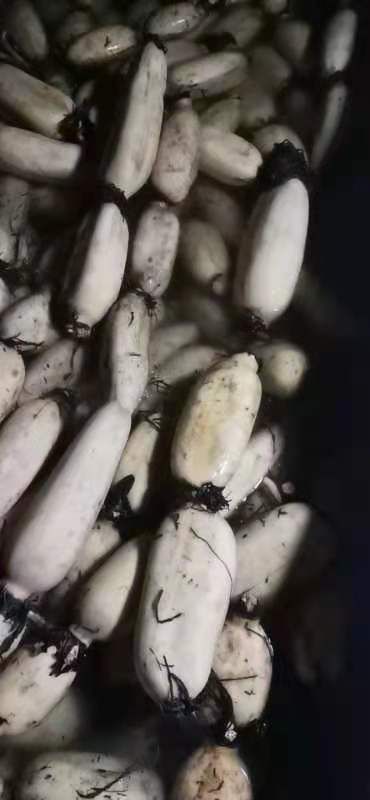 莲藕 莲菜。