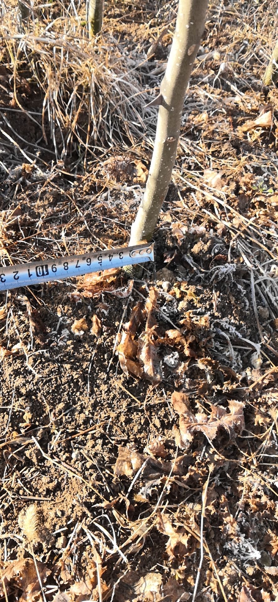 西和县大红袍花椒苗 甘肃陇南优质大红袍花椒树苗2公分以上3年苗量大从优