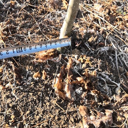 西和县大红袍花椒苗 甘肃陇南优质大红袍花椒树苗2公分以上3年苗量大从优