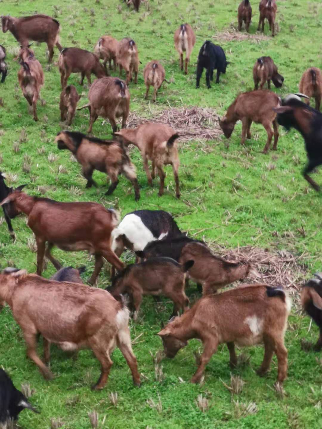  本地纯放养山羊