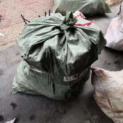 樟树市吴茱萸苗 给客户发苗全是0.8到1.8粗大苗50公分到1米