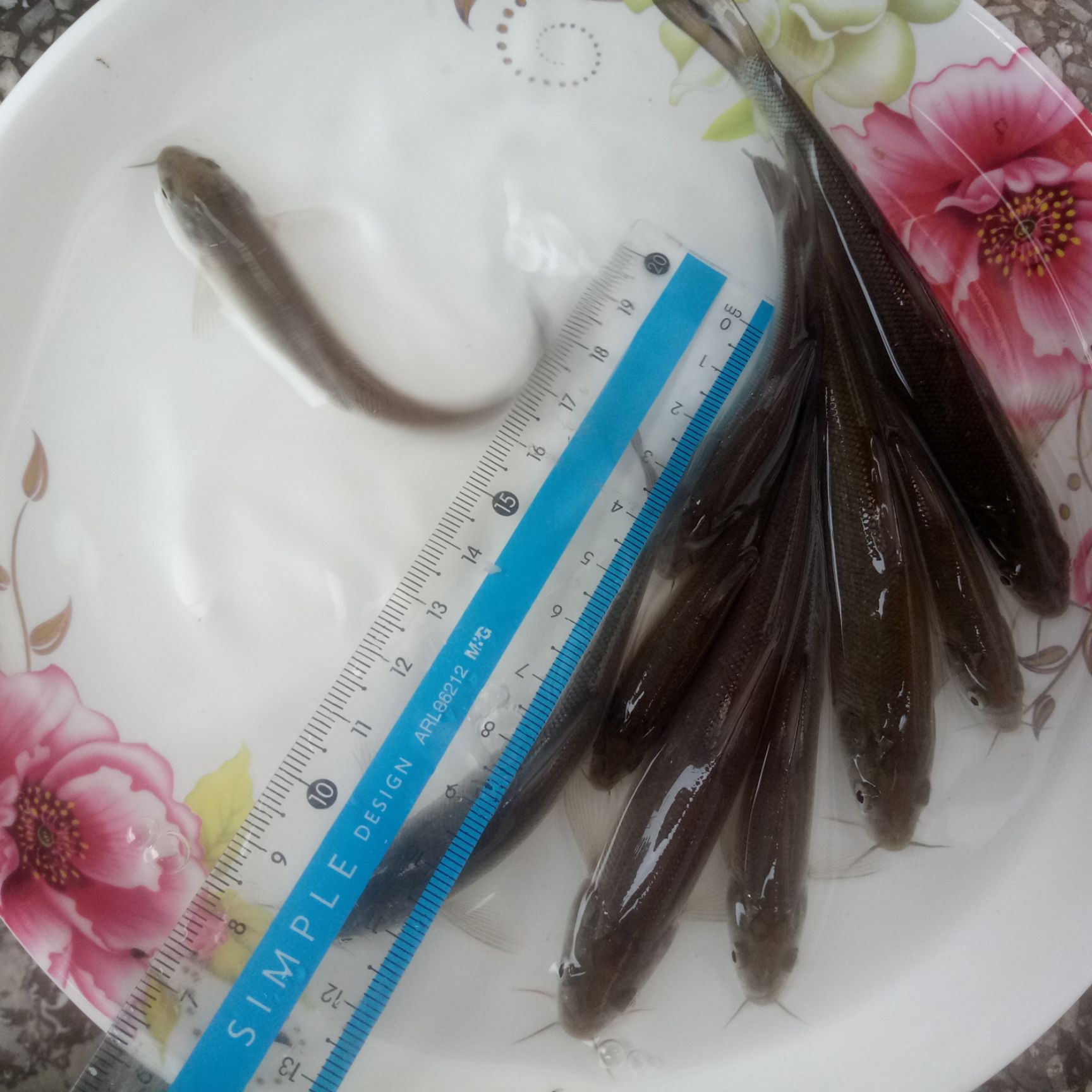 银鳕鱼苗大量出售了