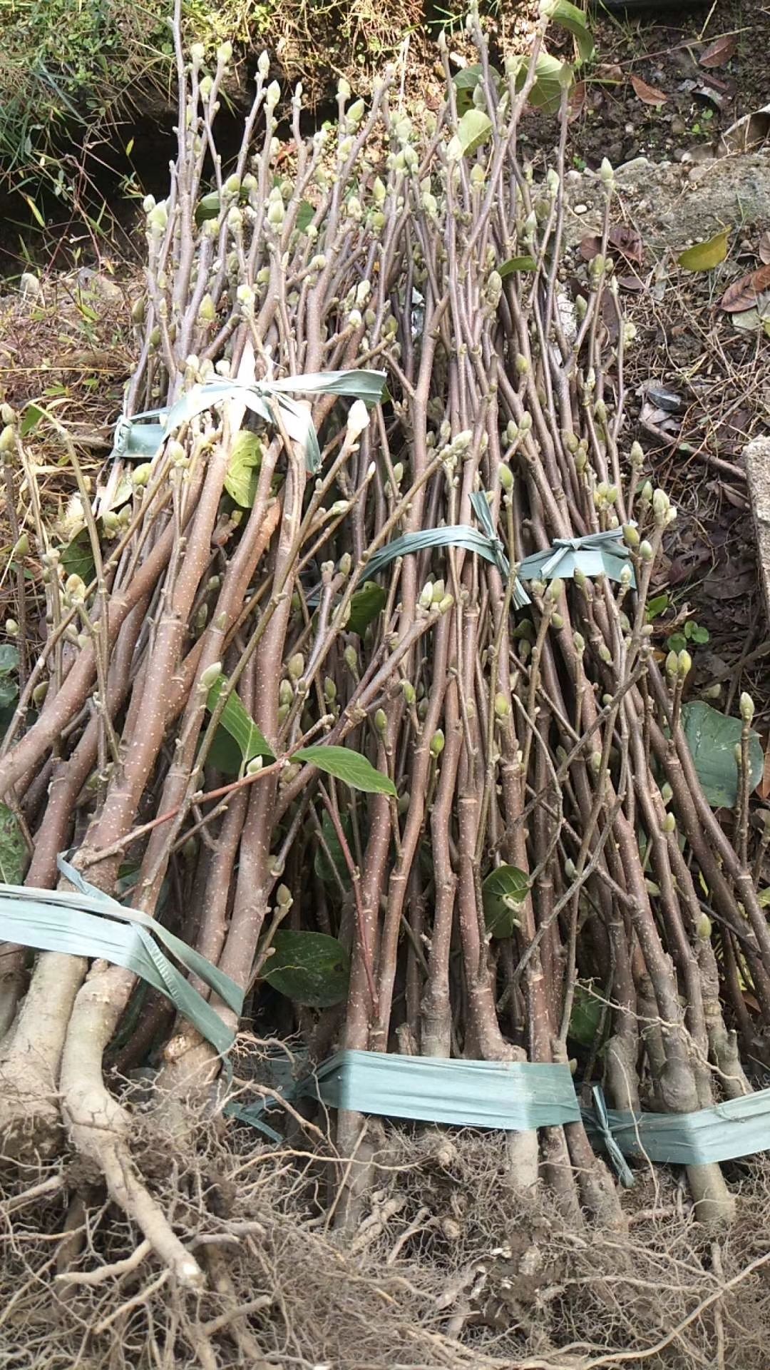 黄兰  娇红一号玉兰品种独特颜色鲜艳根系发达可以保证成活率