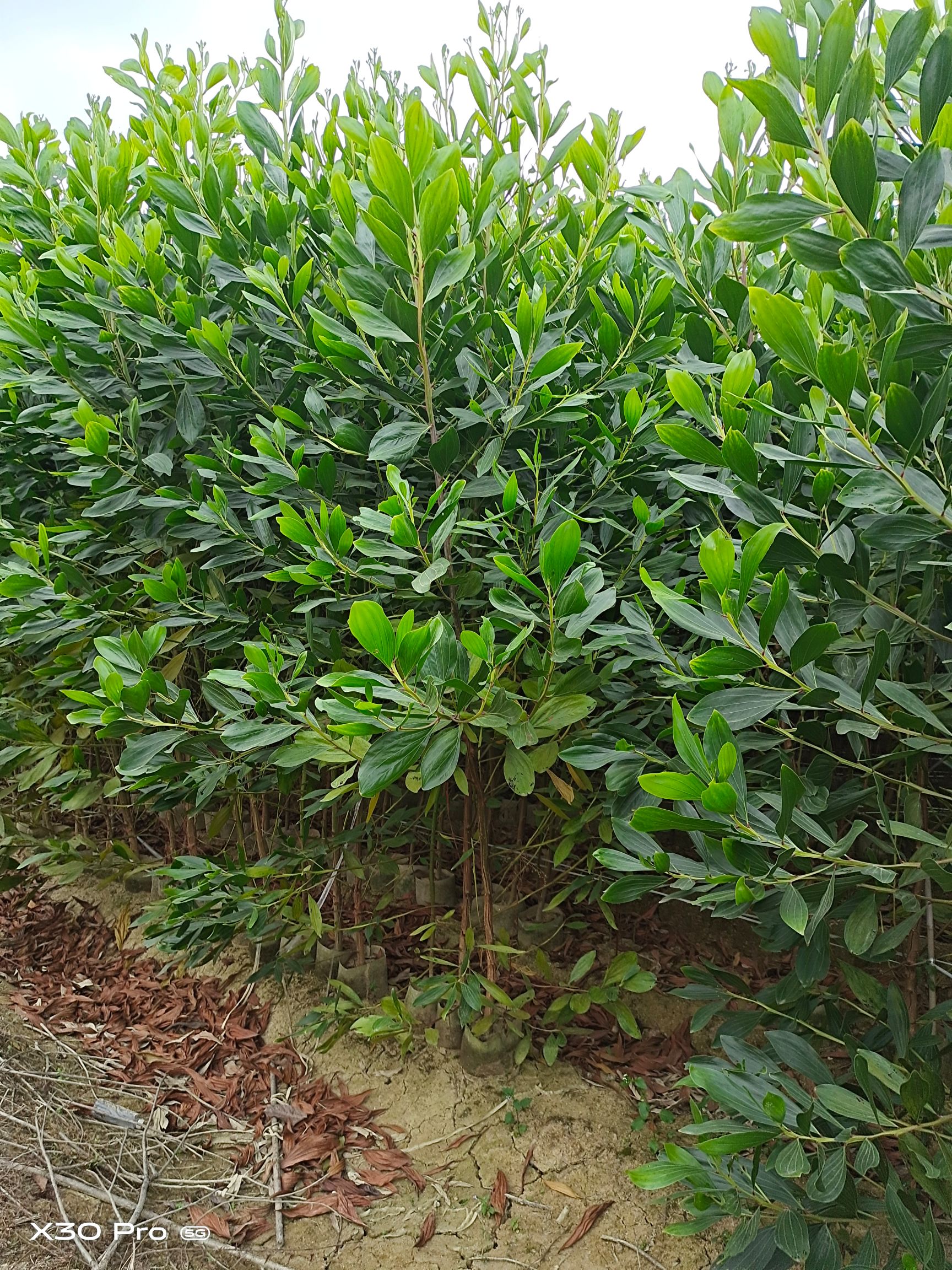 相思树苗 大叶相思，马占相思