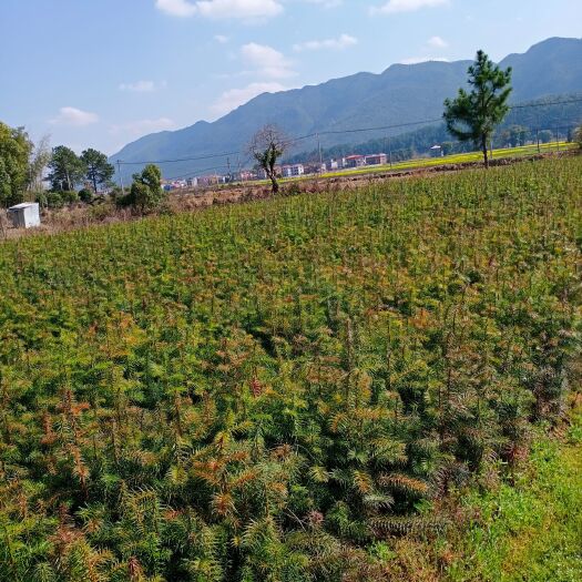 安福县刺杉 优质陈山红心杉大量出售