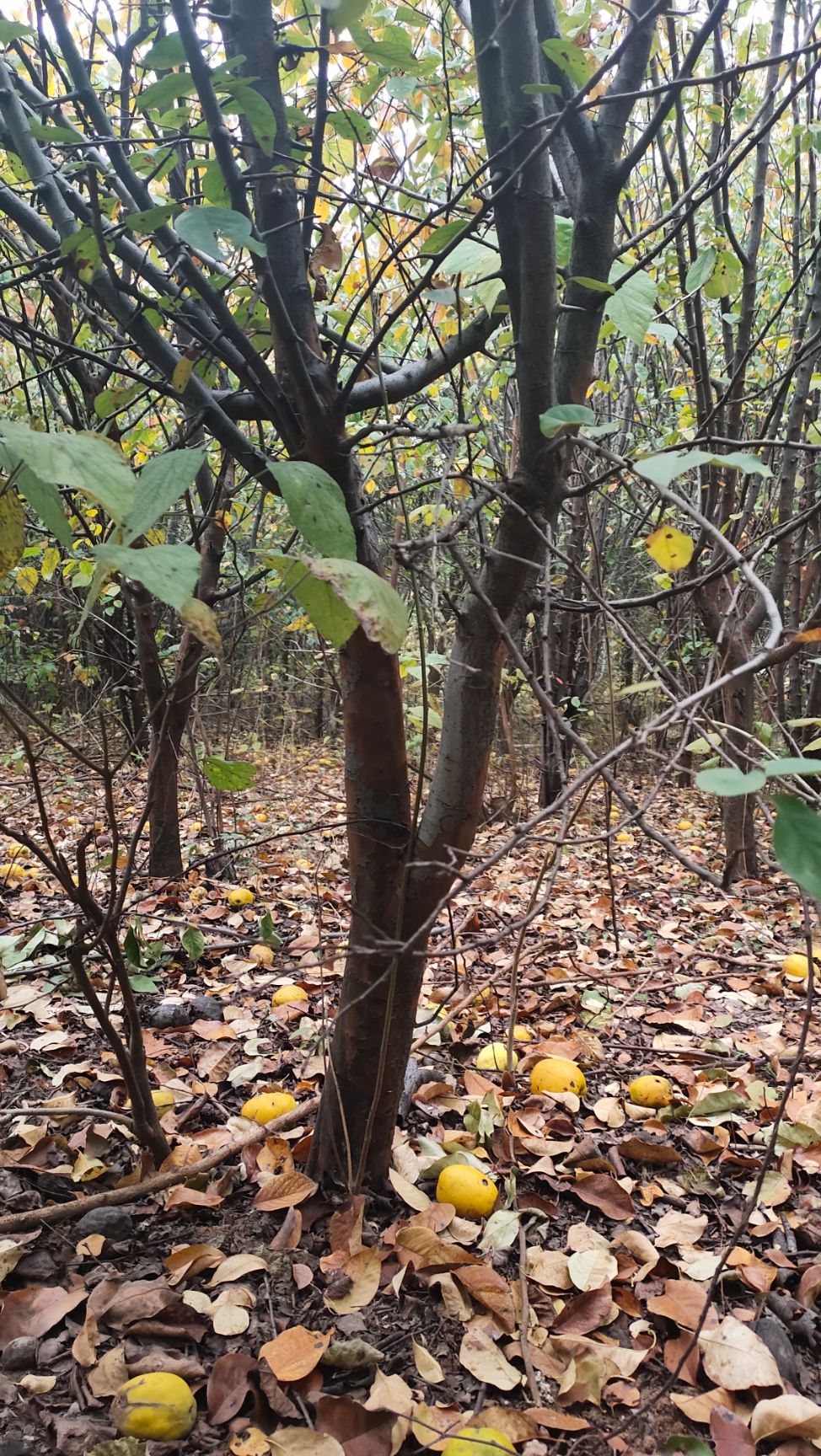  5－7公分木瓜树