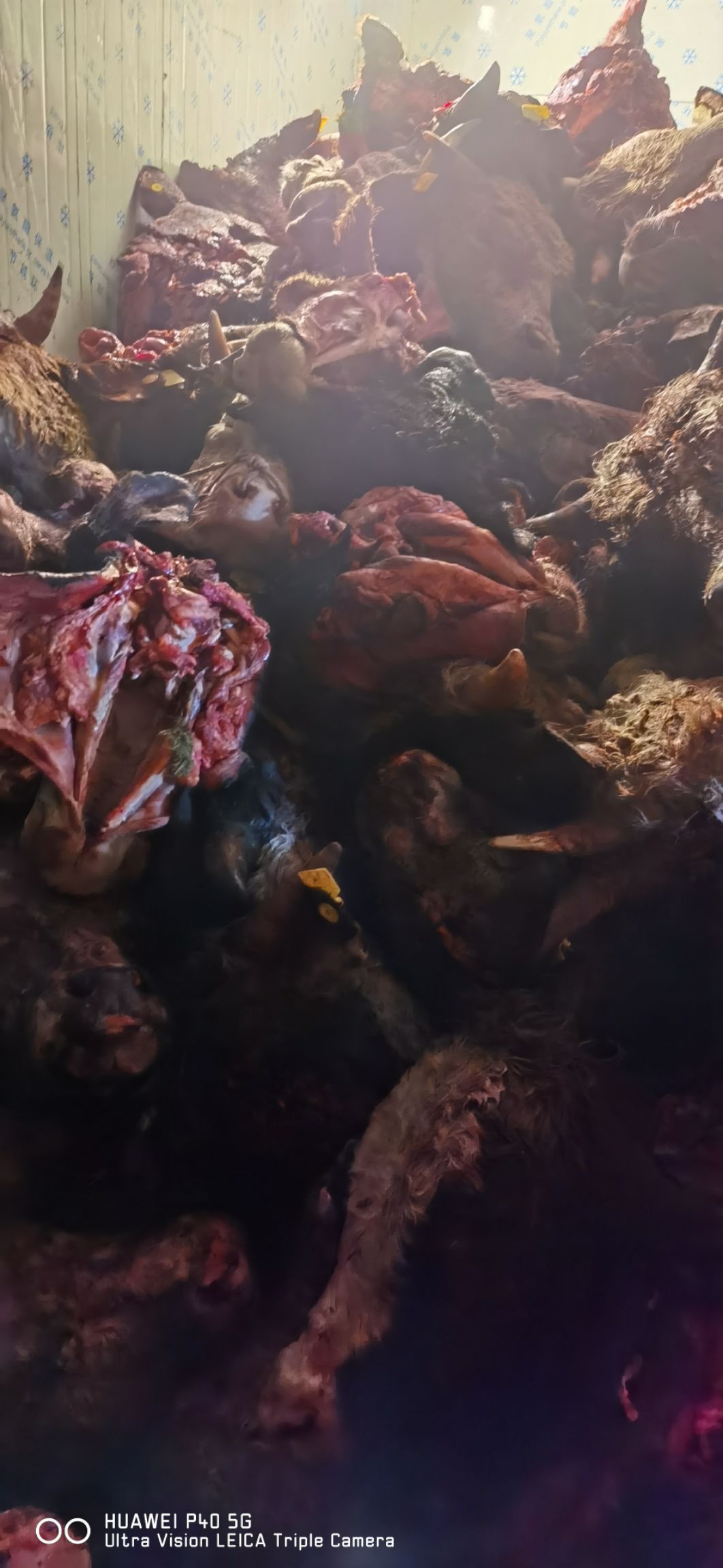 牛头，水褪牛头，牛头宴原材料