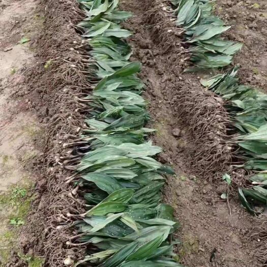 五峰县慈菇  毛茨菇苗