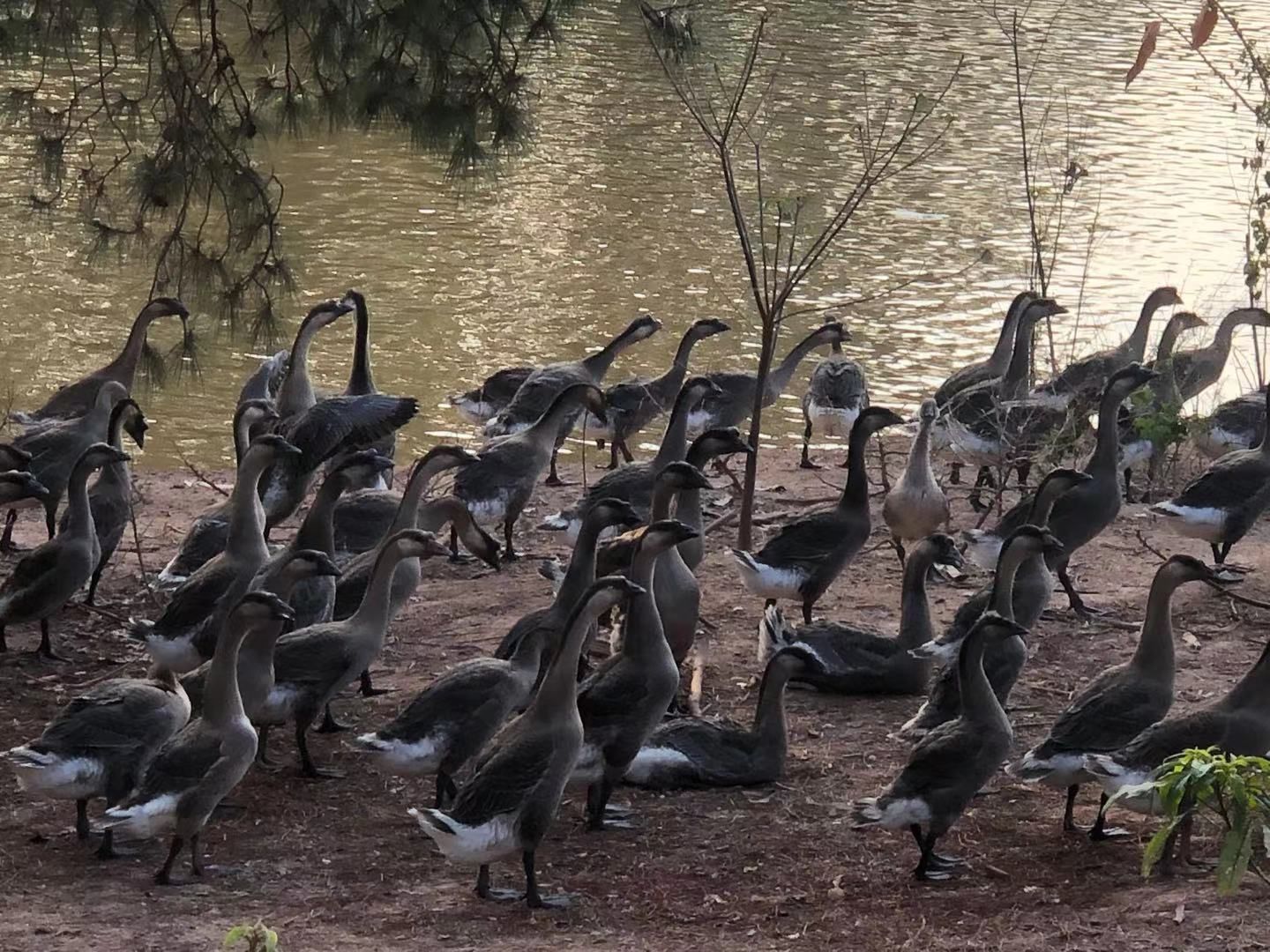 肉鹅 黑棕鹅，7斤左右，65天。