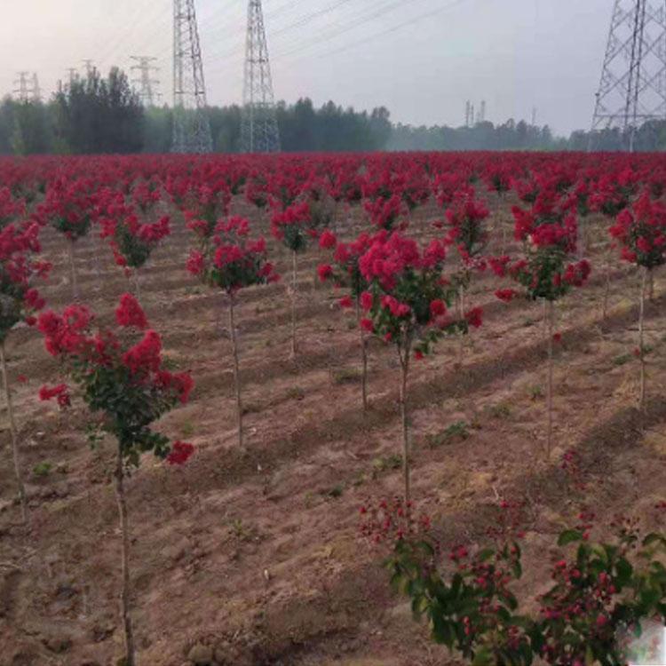 紫薇树苗庭院满堂红百日红植物红花红火箭大苗当年开花绿化行道树