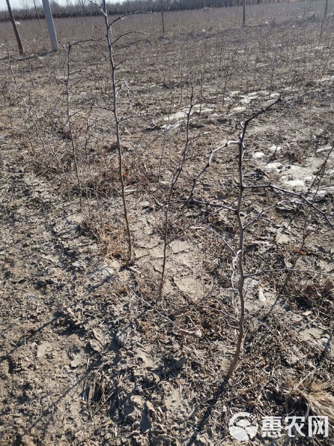 酸枣苗  种植酸枣树苗繁育基地，冬枣树苗嫁接，