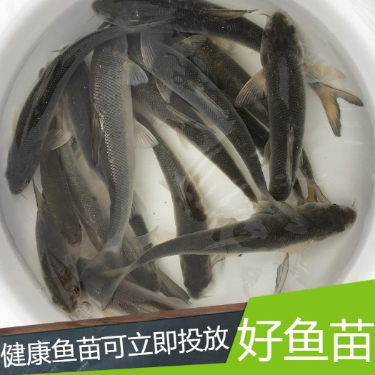 叙永县银鳕鱼苗大量出售了