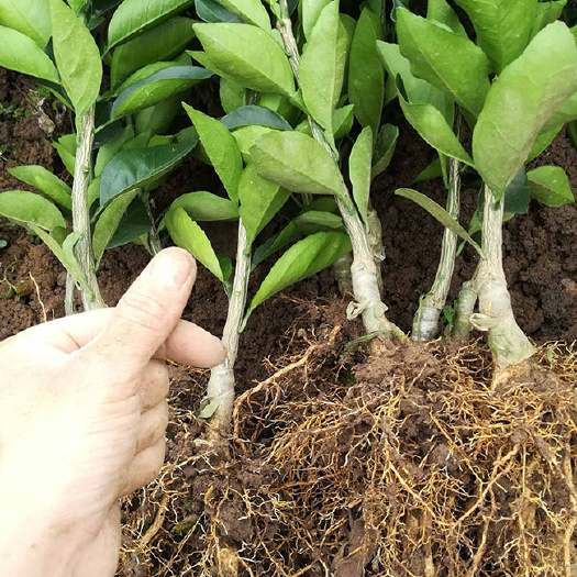 枝江市赣南脐橙苗  脐橙树苗