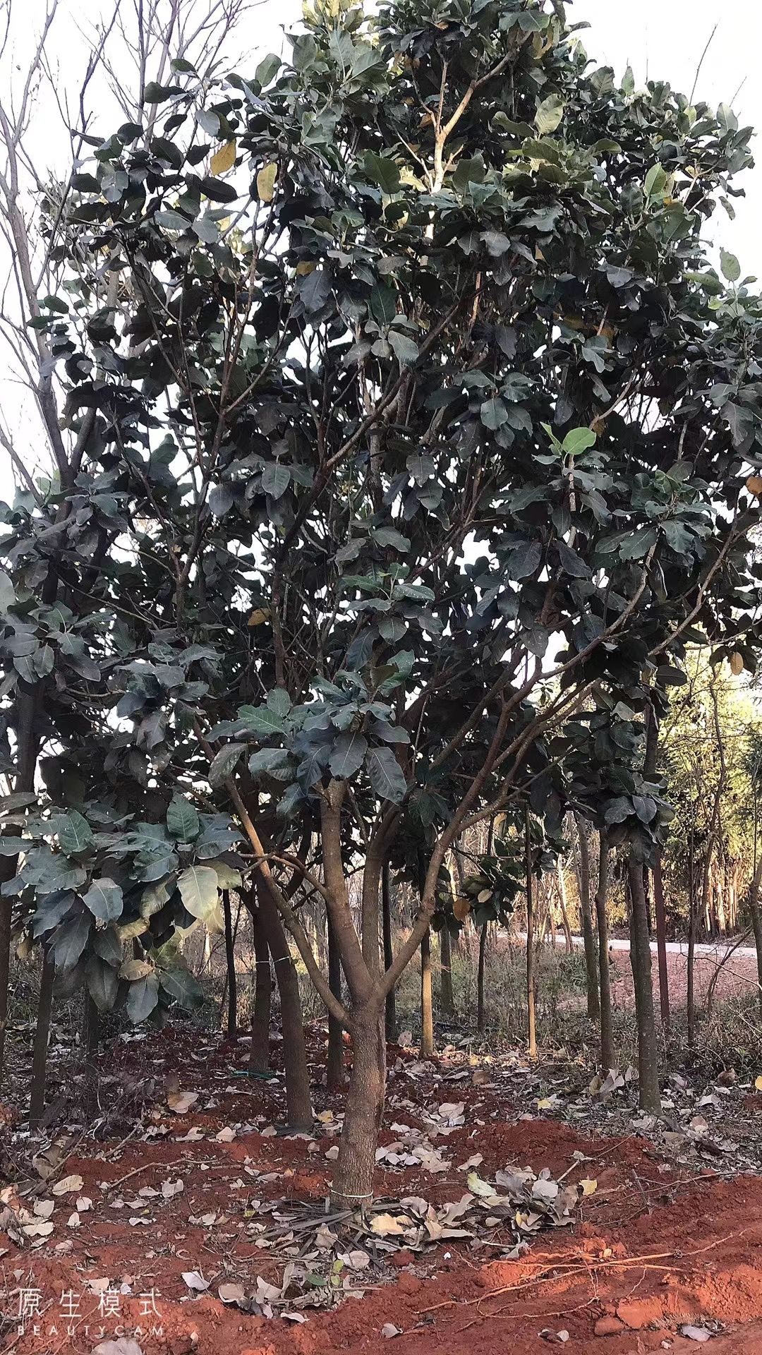 山玉兰  出售供应各种规格 紫玉兰  白玉兰  广玉兰