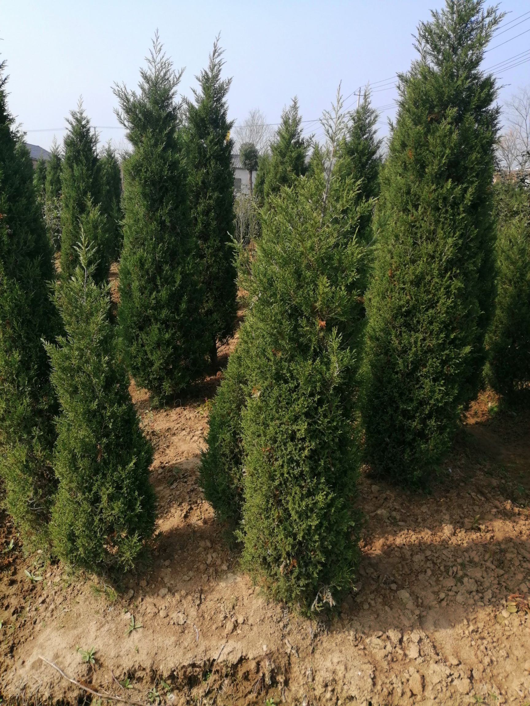 蜀柏 江苏桧柏质量优良，品质保证，欢迎您