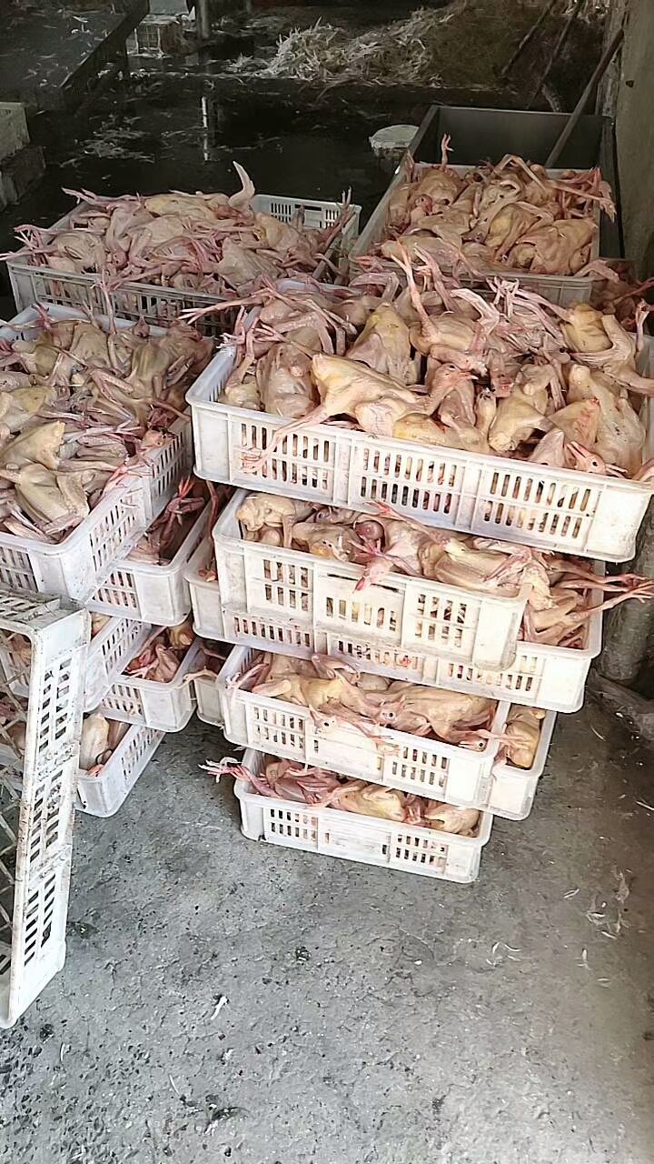 乳鸽 鸽肉 肉鸽 鸽子 白鸽 新鲜冰鲜乳鸽现宰速冻规格齐全