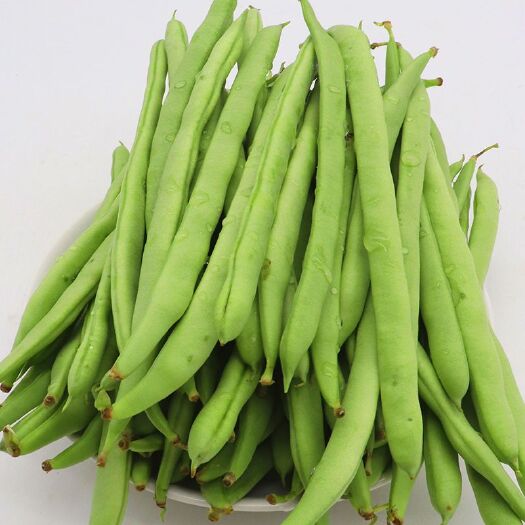 永德县无筋四季豆  肉质鲜美，新鲜脆嫩