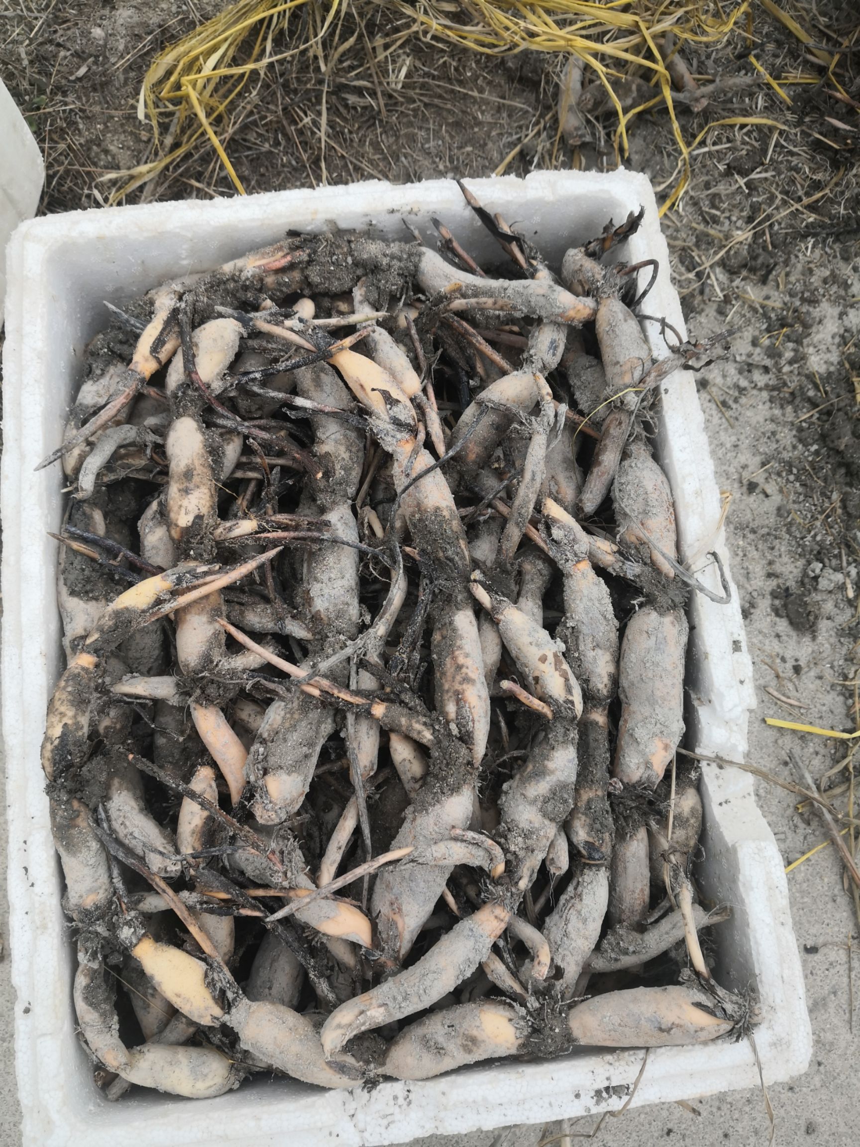 太空1号莲藕种 纯种纯红花太空36号