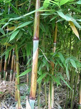 苦竹  苗  风景竹  园林 可生吃竹笋