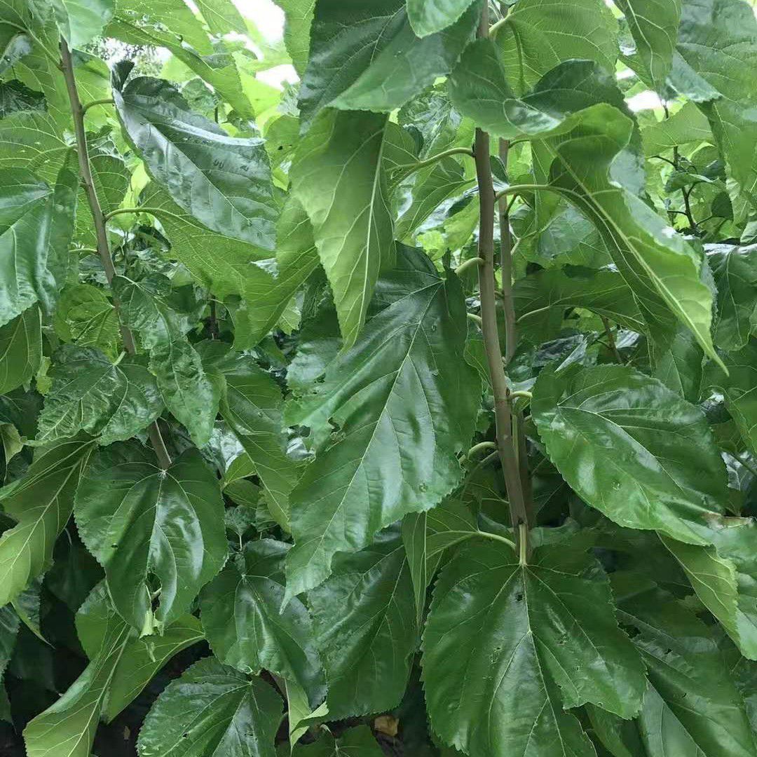 蛋白桑苗 蛋白桑