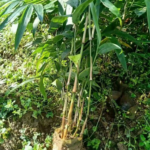 珙县方竹苗  方竹杯苗2年优质苗