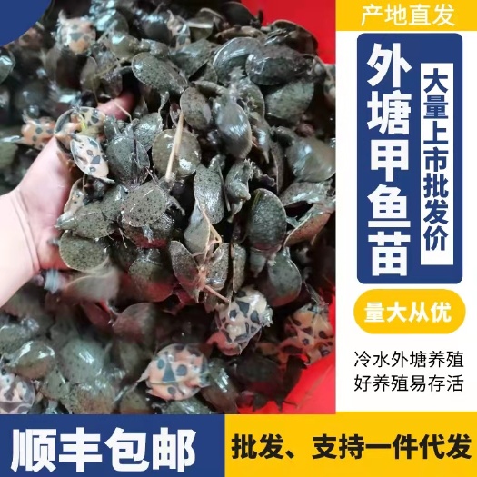 南丰县黄沙鳖苗  甲鱼苗外塘冷水养殖规格齐全，套养