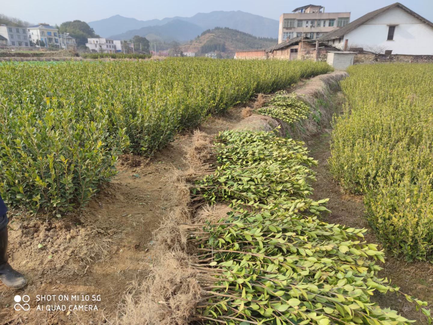 平江县茶树菇菌种 油茶苗，湘林210油茶苗