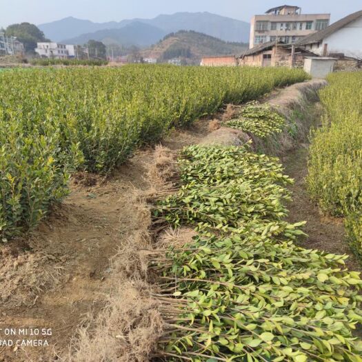 平江县茶树菇菌种 油茶苗，湘林210油茶苗