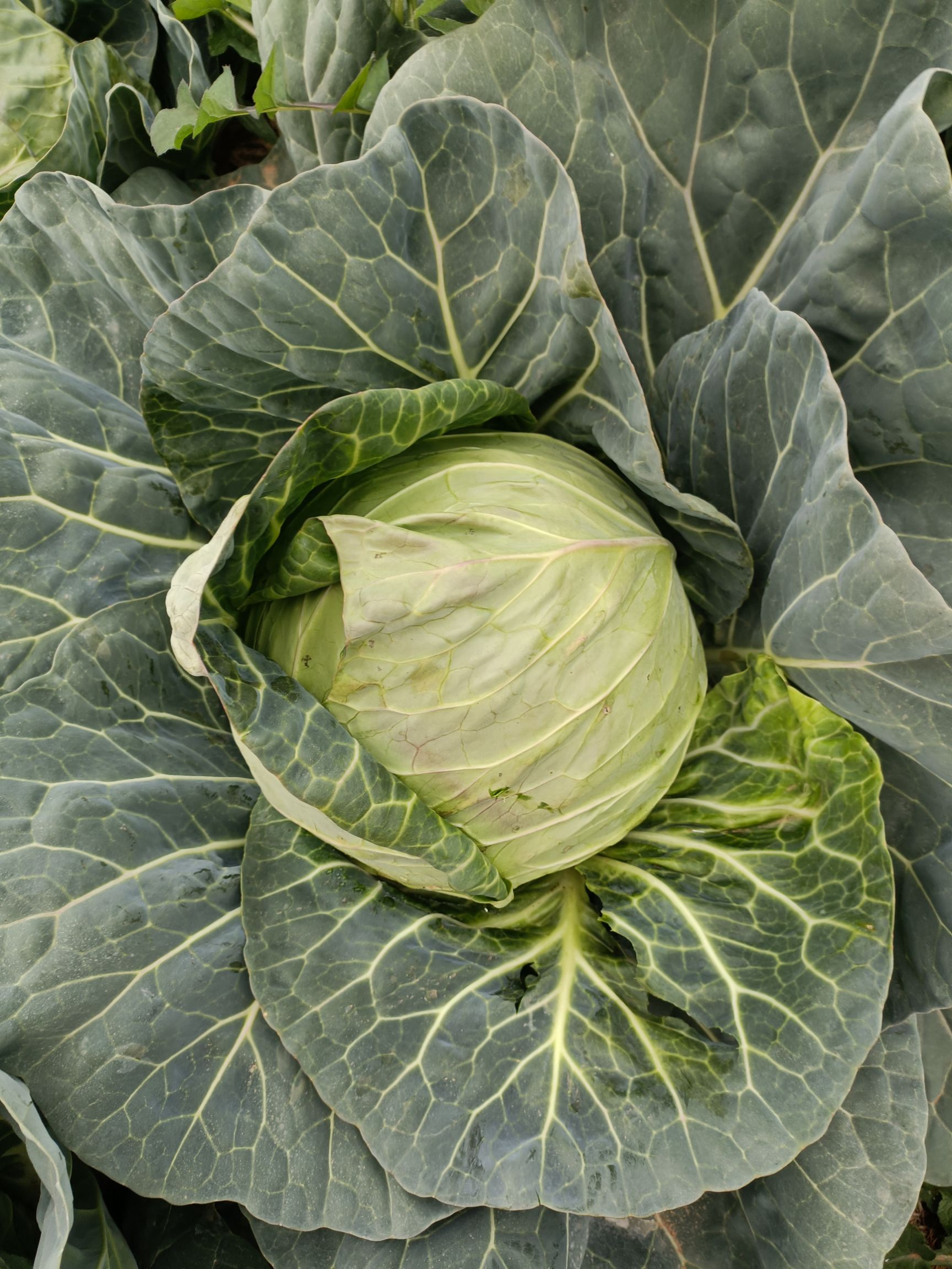 圆包菜  质量保证，支持看货