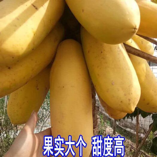 灵山县红心木瓜苗 水果木瓜苗树红心香甜四季特大南方北方种植矮化盆栽阳台当年结果