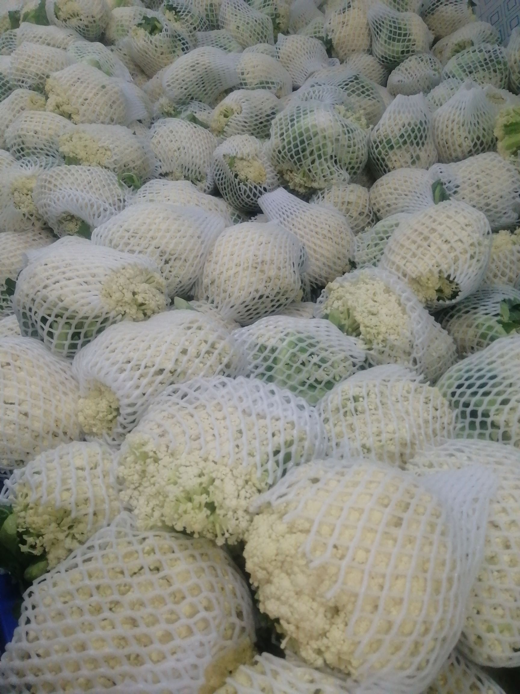 白花菜花  青梗有机散花