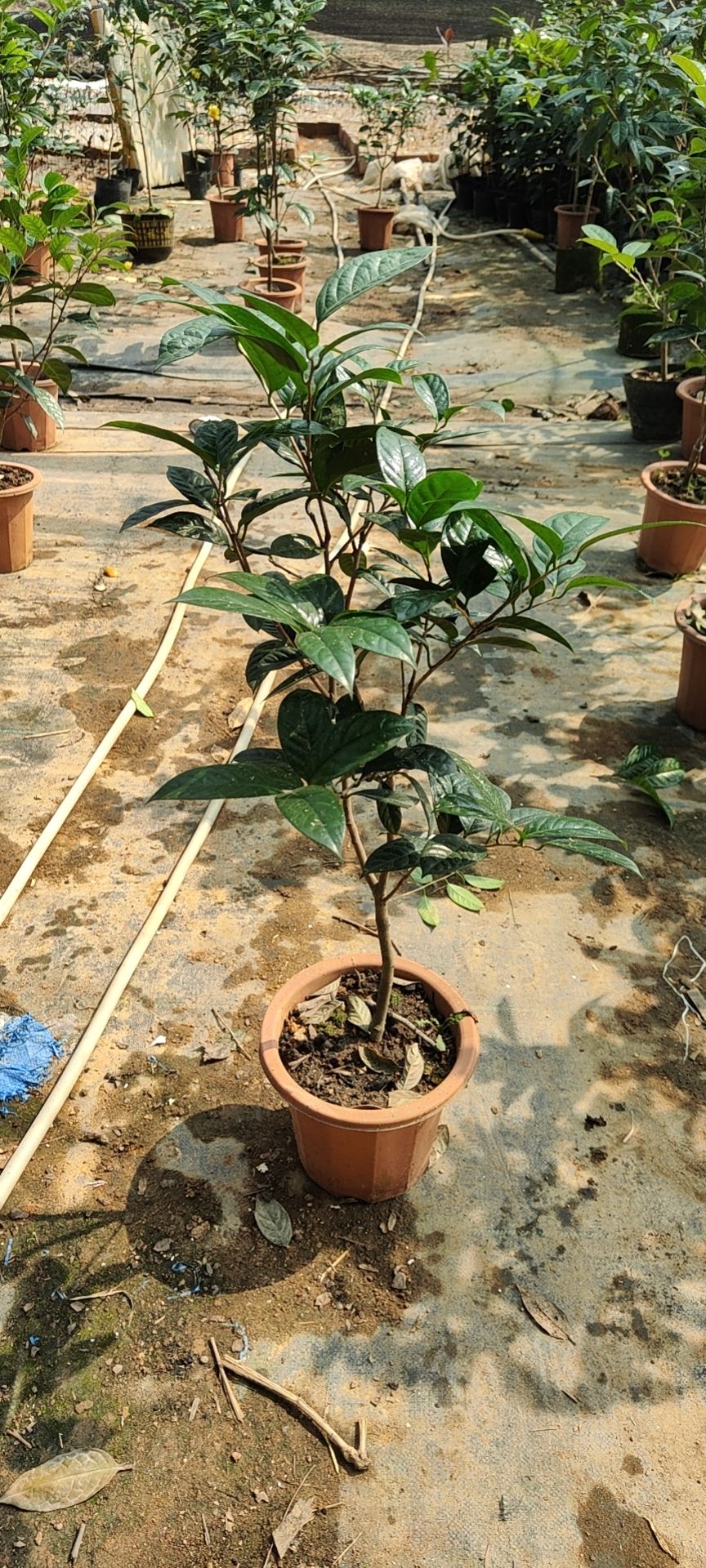 金花茶盆栽金花茶苗防普金花茶当年可开花