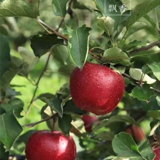 涿鹿县红富士苹果苗 矮化砧果苗