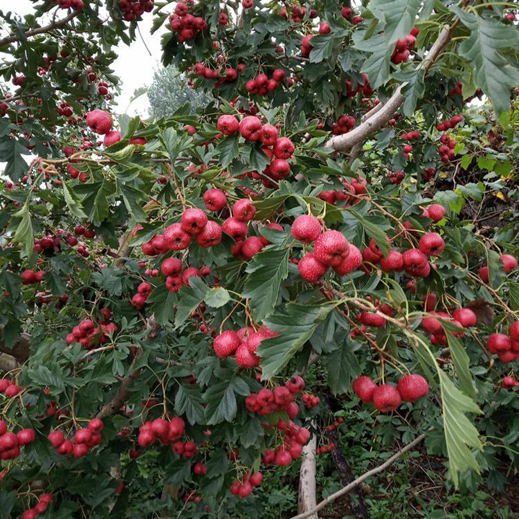 山楂  甜红子山楂   果大   颜色好   糖葫芦