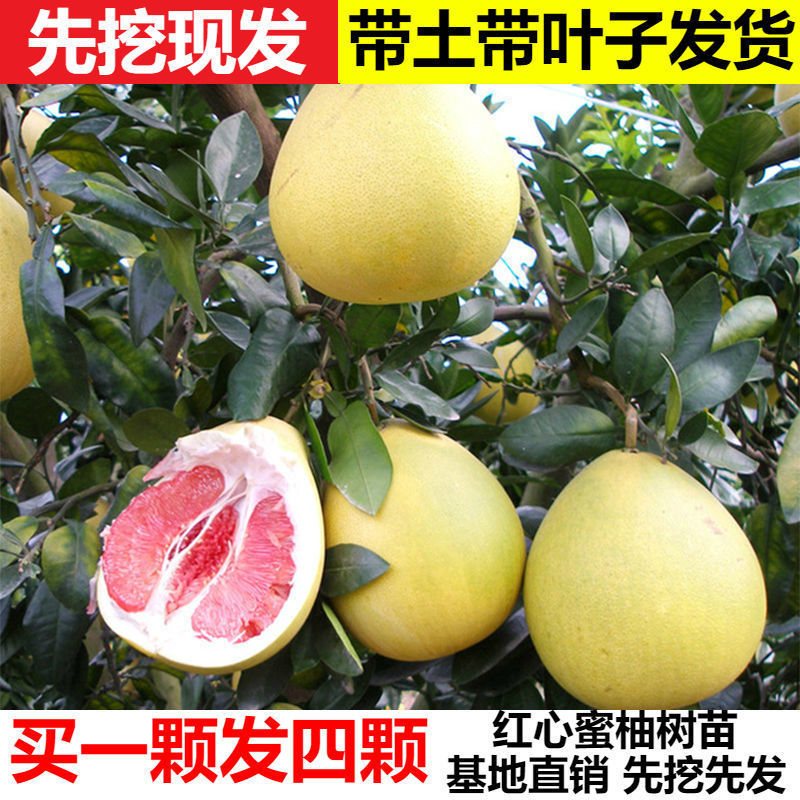 红心柚苗 嫁接苗 