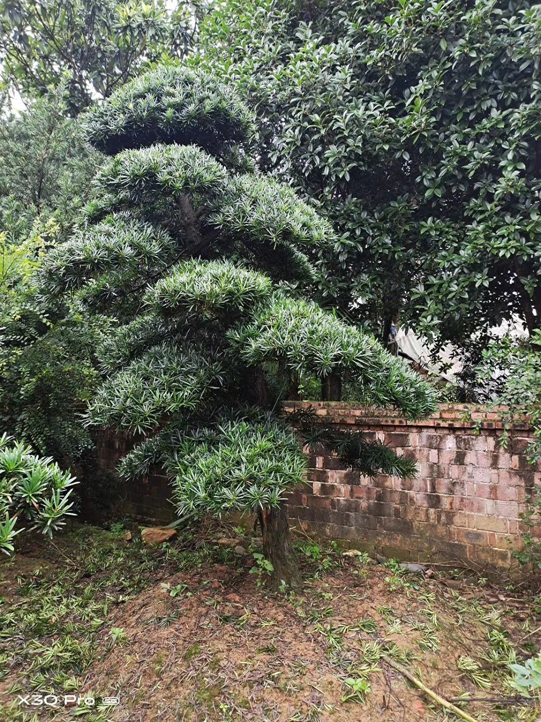 造型罗汉松  罗汉松