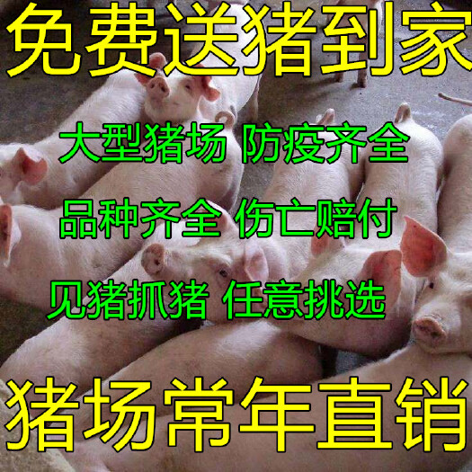 沂水县三元仔猪  山东仔猪繁育基地，猪场常年对外供应，品种齐全，送