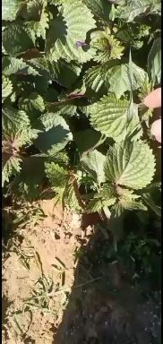 佛山新鲜紫苏 紫叶 