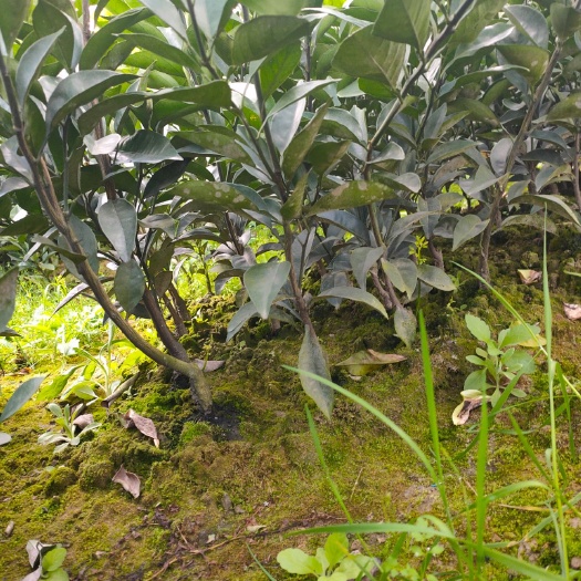 秀山纽荷尔脐橙苗