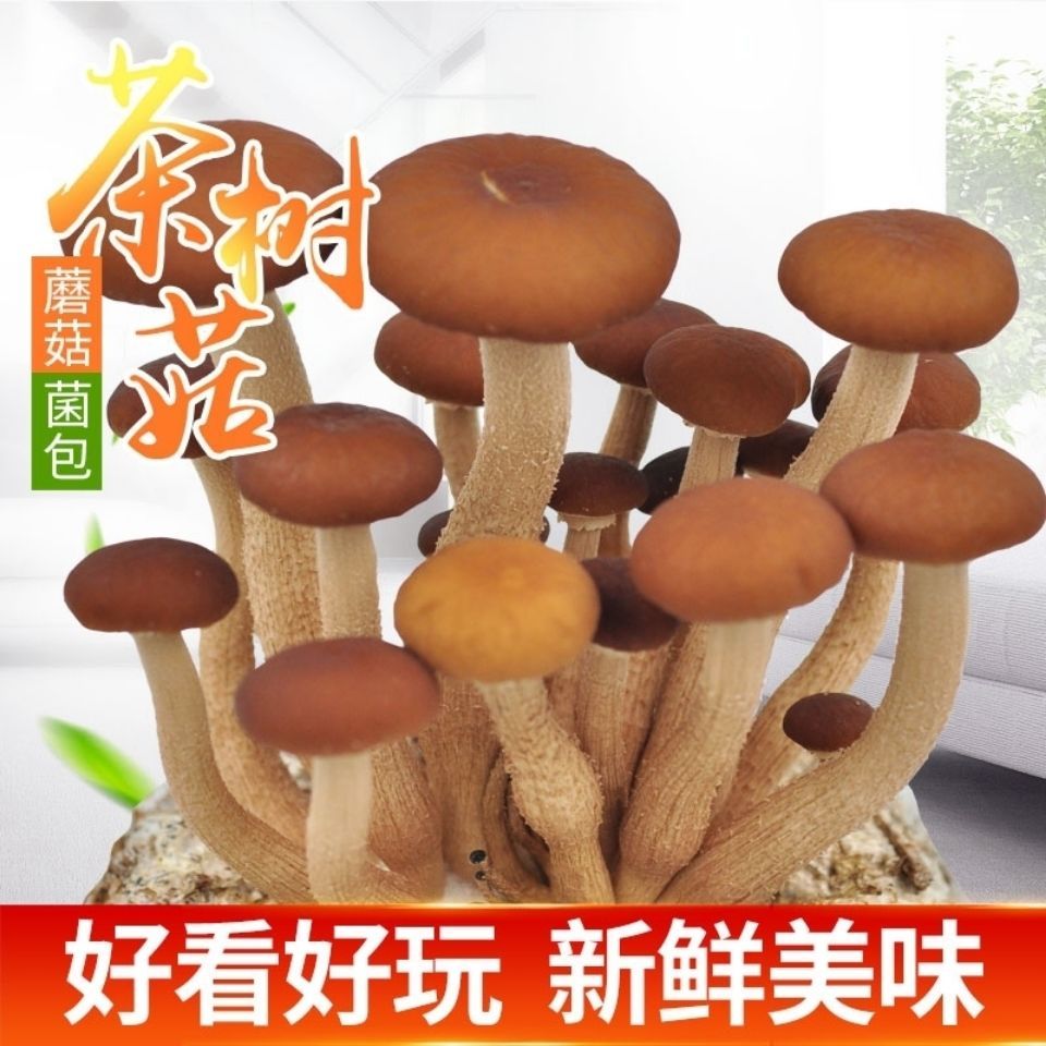茶树菇菌种  茶树菇茶新菇菌种出菇菌包家庭室内大蓬种植新鲜蘑菇食用菌菌