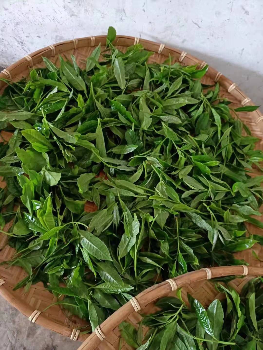 红茶，古树普洱茶，白茶，