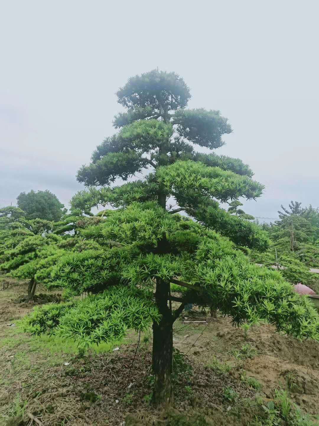 造型罗汉松  罗汉松