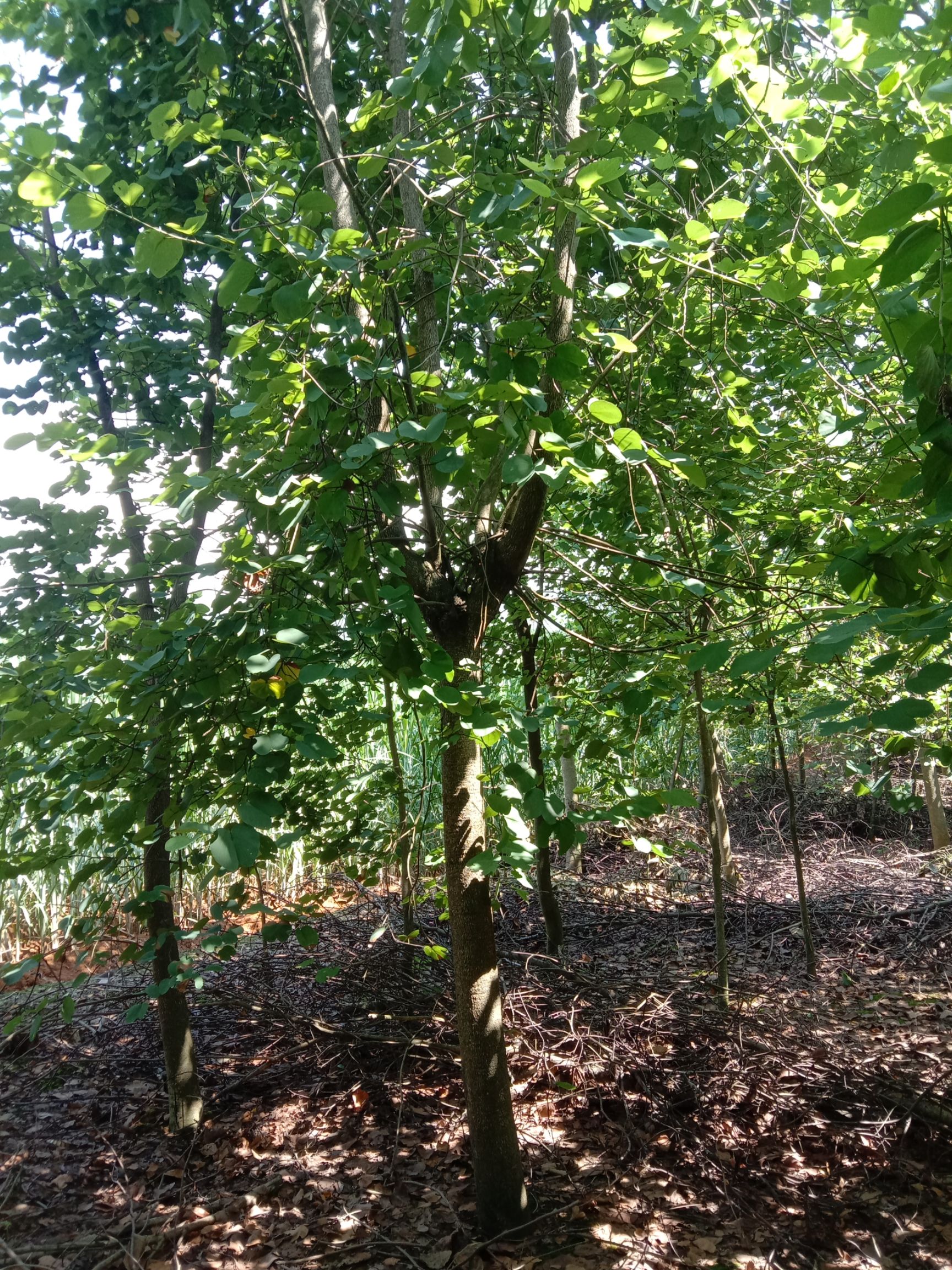 宫粉紫荆树 大量供应宫粉紫荊