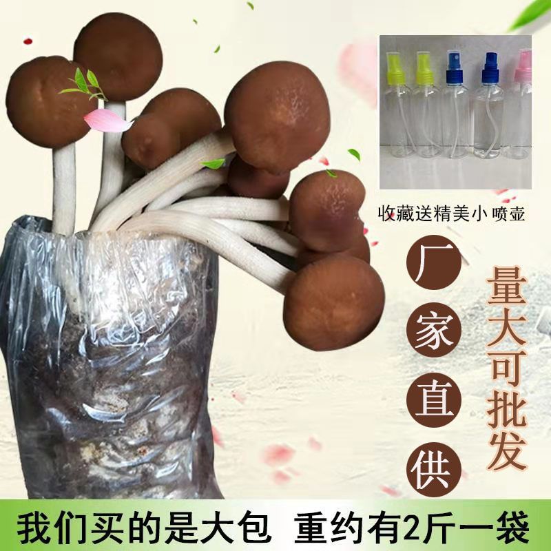 茶树菇菌种  茶树菇茶新菇菌种出菇菌包家庭室内大蓬种植新鲜蘑菇食用菌菌