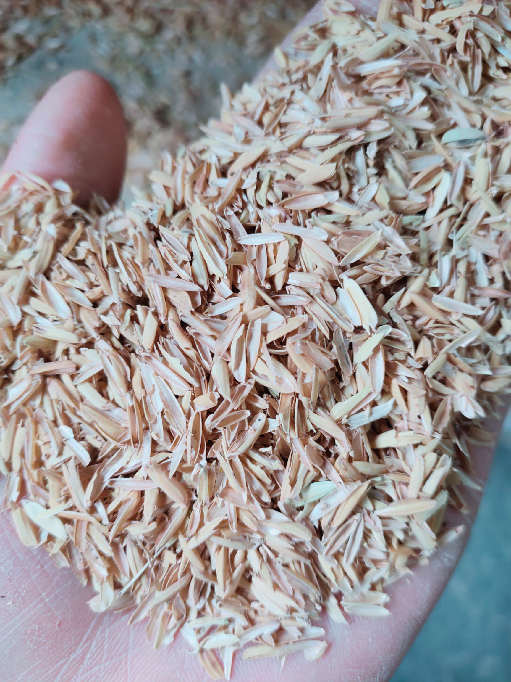 稻糠  谷壳广西桂林市长期大量新鲜谷壳日产80吨