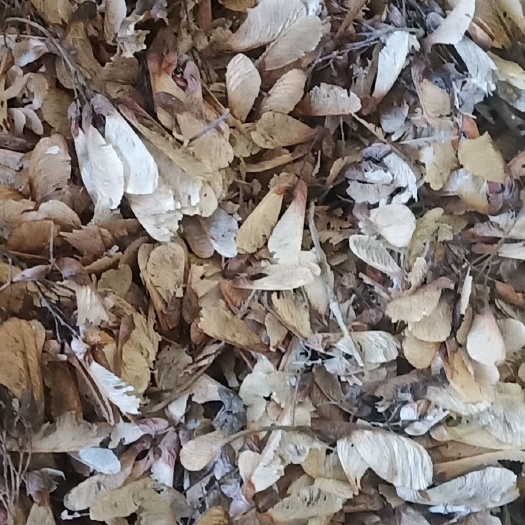 三角枫种子，又名茶条槭种子，纯新货，一手货源！